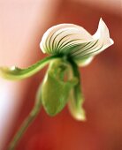 Blüte der Frauenschuh-Orchidee, close-up