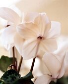 Blüten vom weißen Alpenveilchen, close up