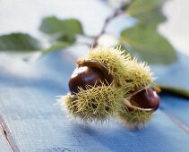 Frische Maronen in der Schale, Zweig im Hintergrund