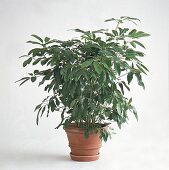 Schefflera im Terrakottatopf mit Untersetzer (Freisteller)