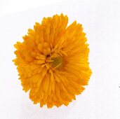 Close-up of marigold flower on white background