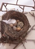 Vogelnest mit Wachtel-,Fasanen-, und Möweneier.