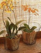 Transparente Übertöpfe aus filigranem Draht,Orchideenpflanzen