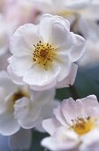weiße Blüte der Moschata-Rose "Schneewittchen"