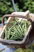 frische Bohnen in einem Weidenkorb stehen auf blauem Stuhl