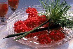 Buschige Papyrus mit roten Chrysanthemen auf Glasschale