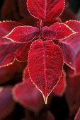 lila,rotes,gelbumrandetes Blatt der Coleus "Wizard Velvet Red" close up