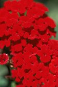 Bright red velvety small flowers of 'Burning Love', Jerusalem flower