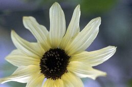 weißlichgelbe Blüte mit braunem Fruchtknoten einer Sonnenblume