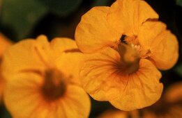 Zwei gelbe Blüten, scharf (unscharf) der Kapuzinerkresse