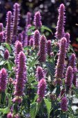 Purple elongated flowers of 'Agastache Liquoria Blue'