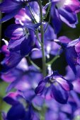 Blue flowers of delphinium, close up