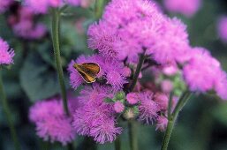 Purple flowers of liverwort, close up, with butterfly