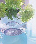 Bauchige Glasvase mit apfelgrünen Chrysanthemen