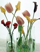 Roséfarbener Tulpen, gelbe und rote Callas stehen in schlanken Glasvasen