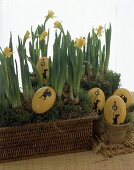Mit Osterglocken bepflanzter RattanKorb, mit bemalten Eiern dekoriert