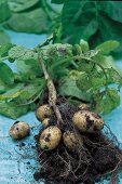 Close-up einer Kartoffel-Pflanze 