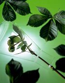 Close-up of a branch of buckeye in flask surrounded with leaves