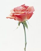 Roséfarbene Rose, Blüte mit Stiel, close up