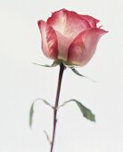 Zweifarbige Rose: creme + rot, close -up von Stiel und Blüte.