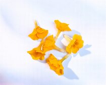 Yellow flowers on white background