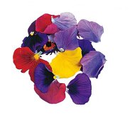 Blütenblätter von Stiefmütterchen in verschiedenen Farben