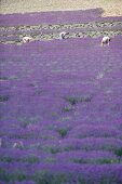 Lavendelernte, Lavendelfeld in der Provence