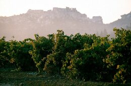 View of vineyard, Les Baux de Provence, France