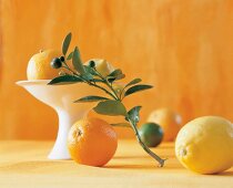 Oranges, lemons, limes and citrus branch on table
