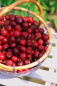 Fresh cherries in wire basket
