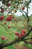 Apelbaum mit Äpfeln, rot, Sorte Herbstprinz