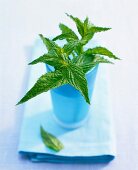 Close-up of mint leaves in blue glass kept on blue cloth