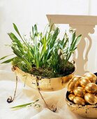 Snowdrops in a golden pot with golden decorated eggs for Easter