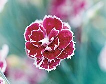 Nelkenblüte Binsey Red, Gartennelke close-up