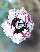 Nelkenblüte Lady Granville, Garten nelke, close-up