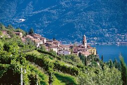 Steillage Castello di Morcote am Lago di Lugano, Schweiz, Weinberge