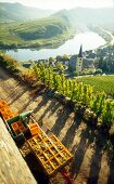 Weinberg in der Steillage Calmont, Weingut Franzen, Blick auf Bremm