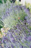 Lavendel lila close up mit Insekt Schmetterling, Tagpfauenauge, Falter