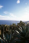 View of cactus garden by the sea