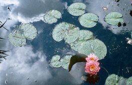 Pink water lilies in pond with reflection of clouds