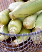 Corn cob with husk in the basket for barbecue