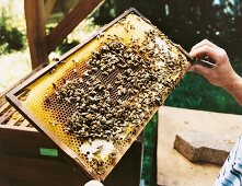 Bienen auf einer Honigwabe, Honiggewinnung im Schwarzwald