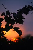 Abendrot und Silhouetten von Zweigen am Neusiedler See bei Gols