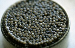 Close-up of caviar in open box