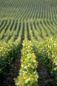 View of Grand Cru vineyards in Champagne