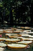 Pond with water lilies in botanical garden, Mauritius