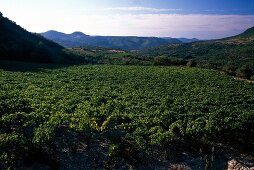 Vineyards in Languedoc, France