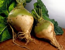 Close-up of two raw turnips