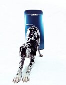 Great Dane stretching out in front of blue fridge