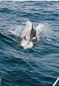 Delphine schwimmen nah an einer Segelyacht vorüber